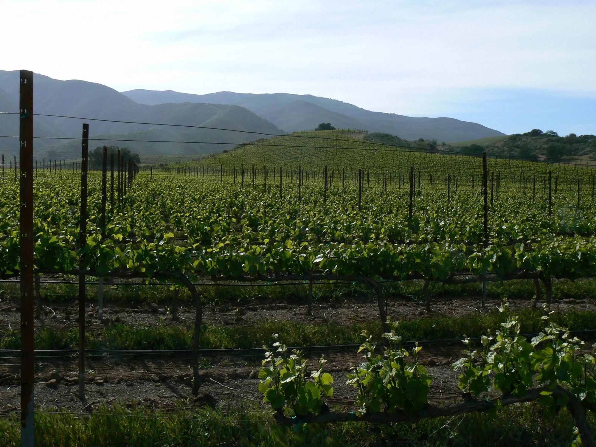 Belle Glos Wine