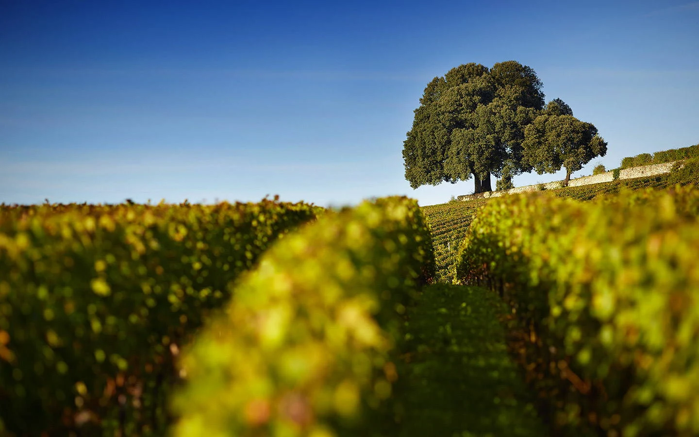 Château Pavie