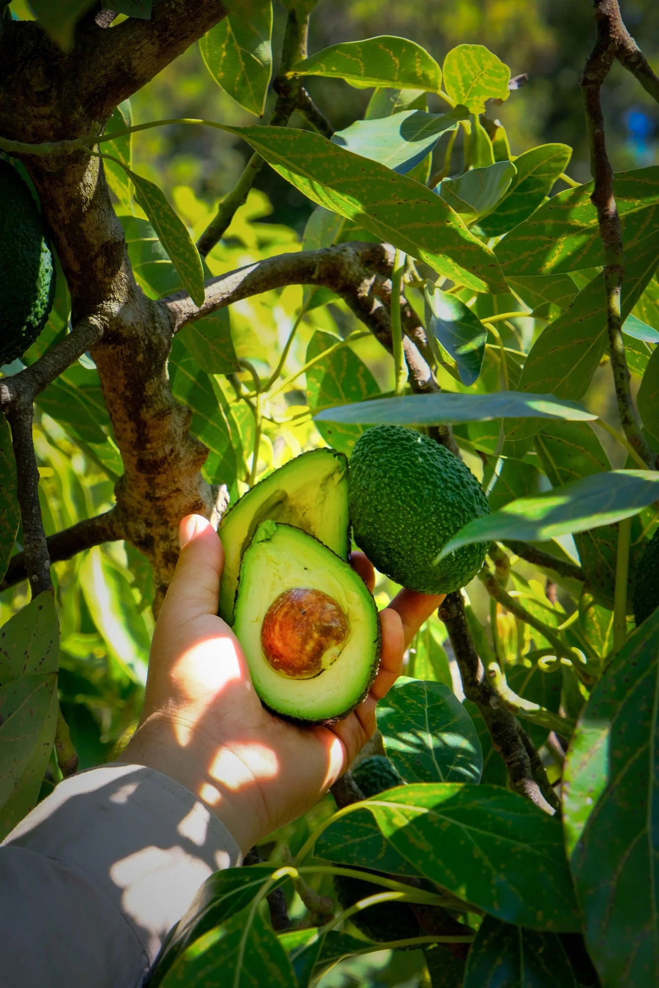 Brokaw Ranch Company produce producer, workshop, farm, or product