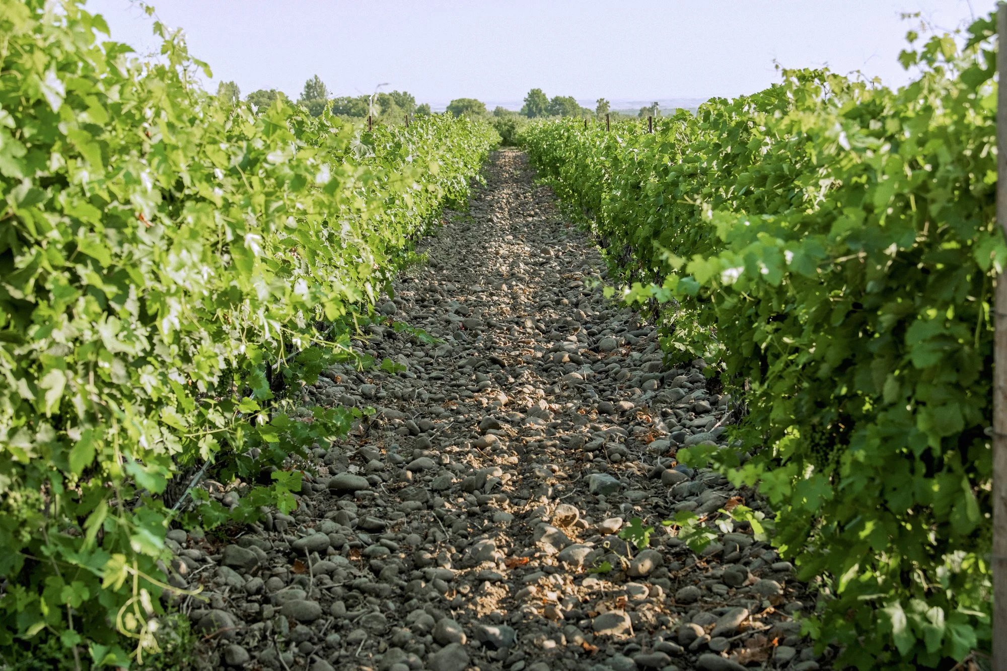 Cayuse Vineyards