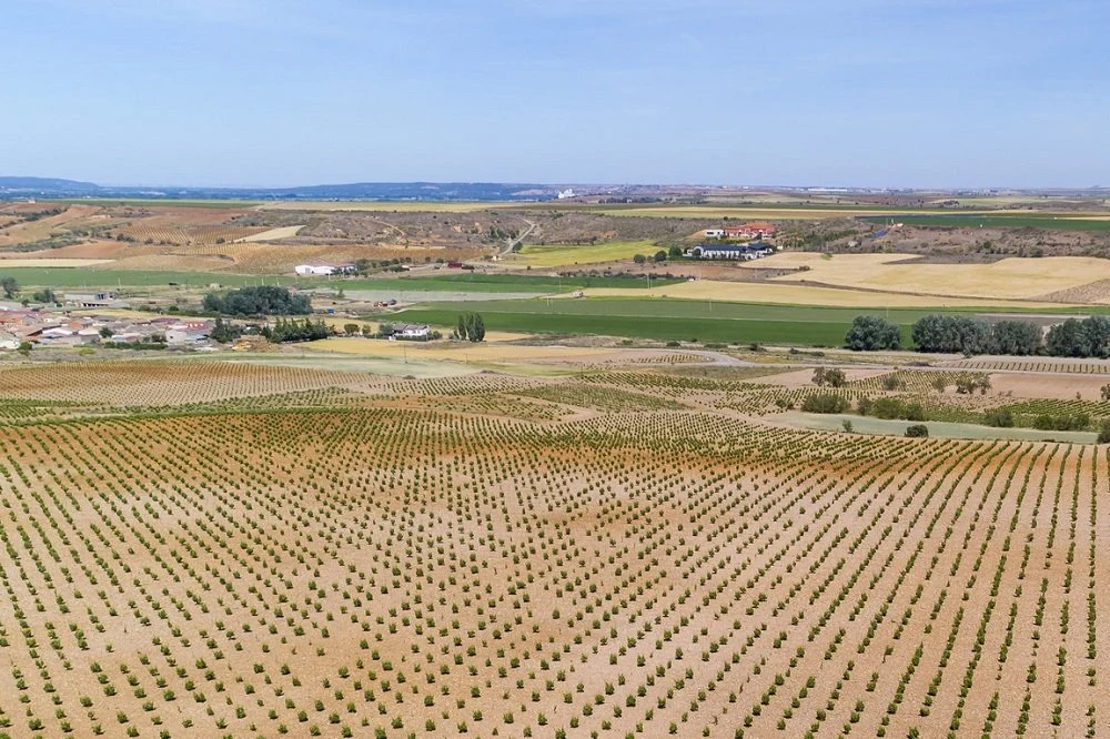 Bodegas y Viñedos Pintia