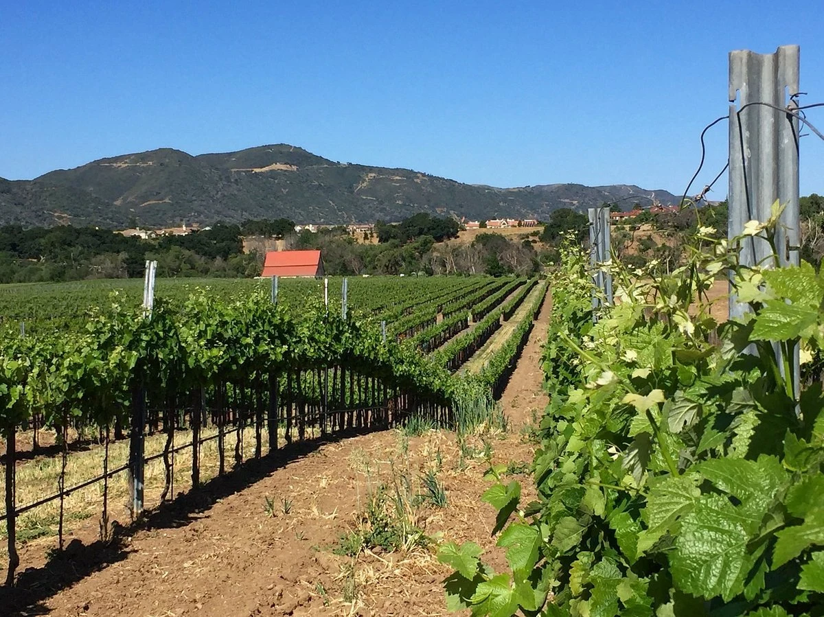 Coquelicot Estate Vineyard