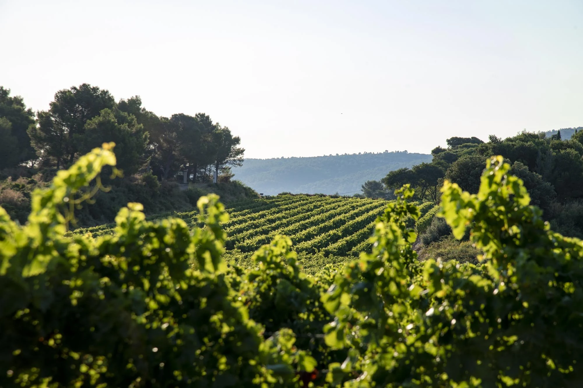 Les Domaines Auriol