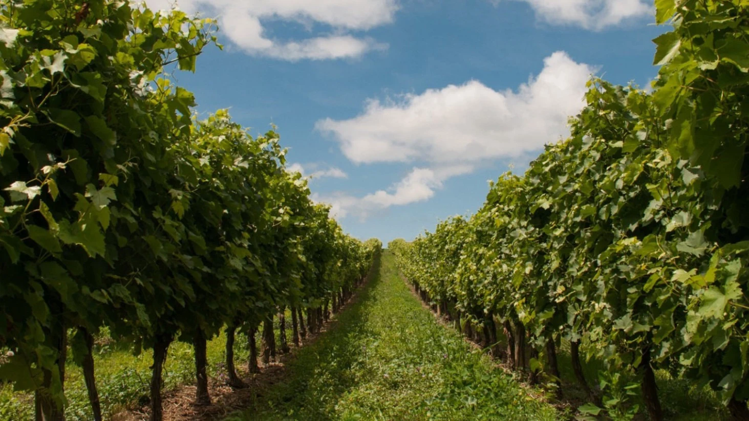 Clos des Papes