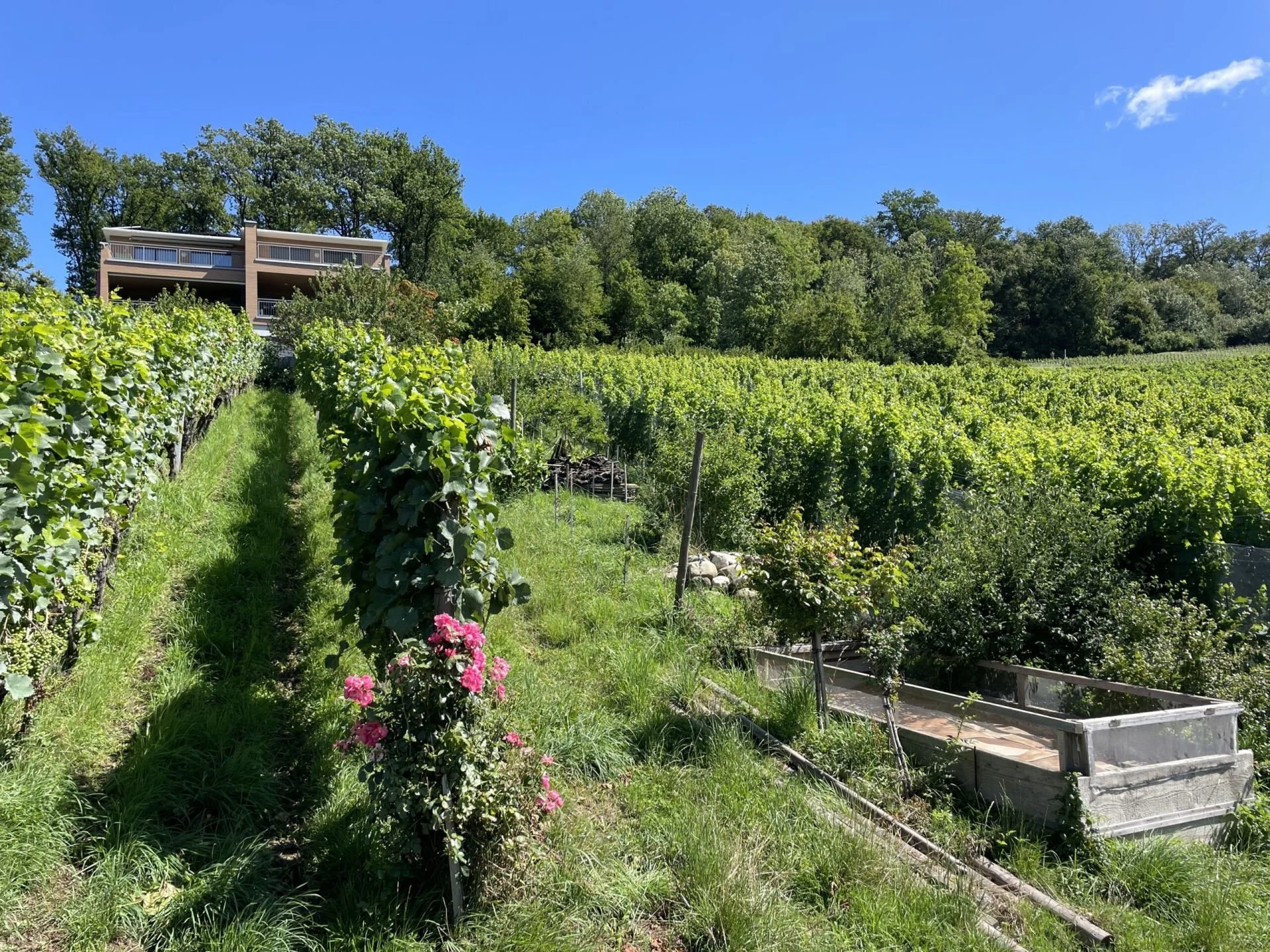 HerterWein