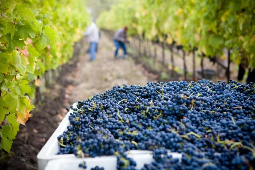 Bodega Toscanini