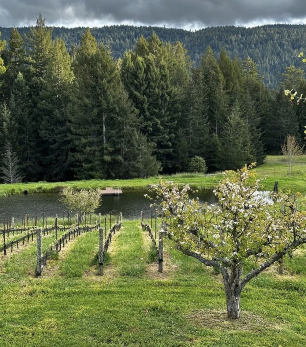 Drew Family Wines