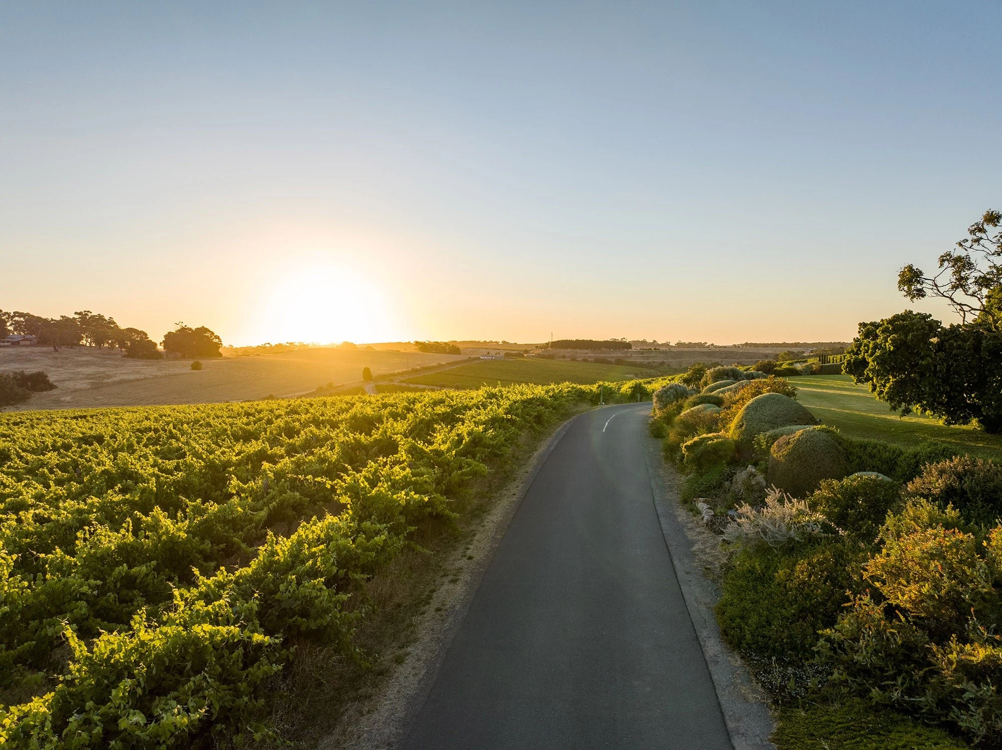 Coriole Vineyards