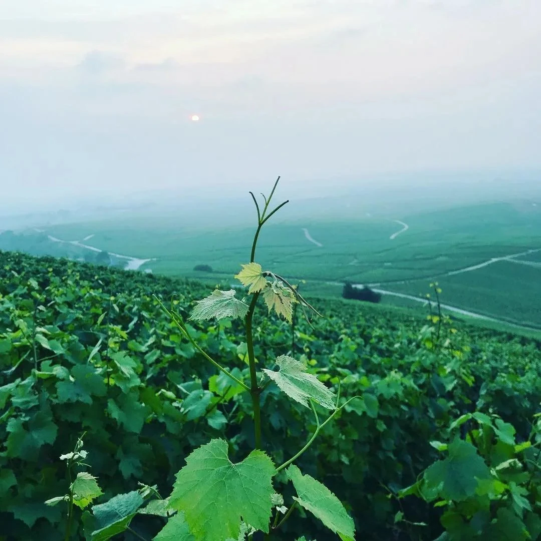 Champagne Gimonnet-Gonet
