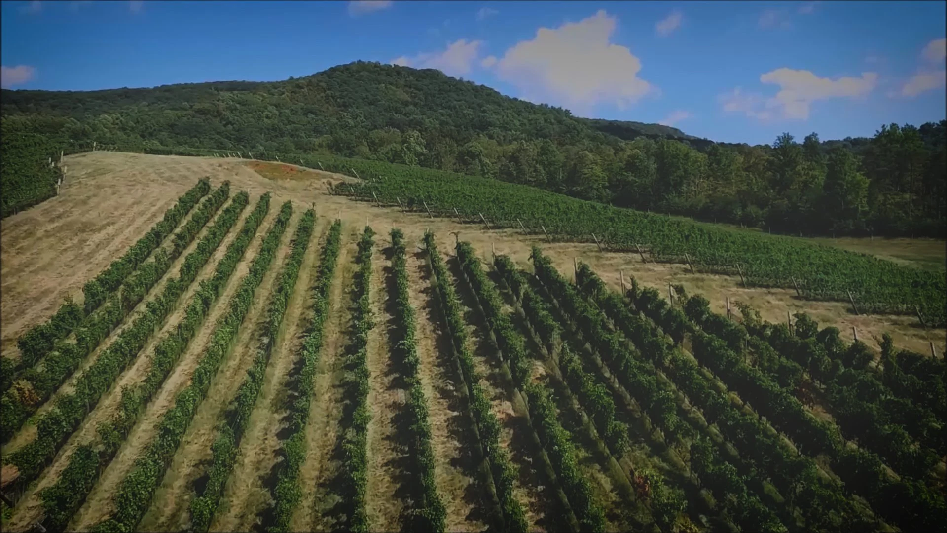 Glen Manor Vineyards