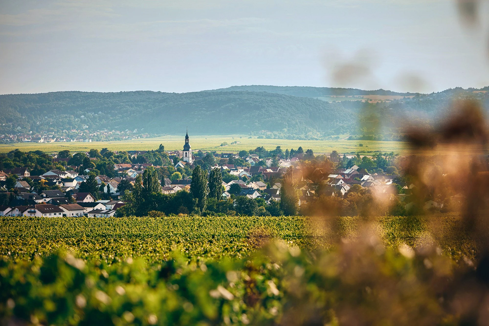 Weingut Hammel