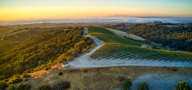 Adelaida Vineyards