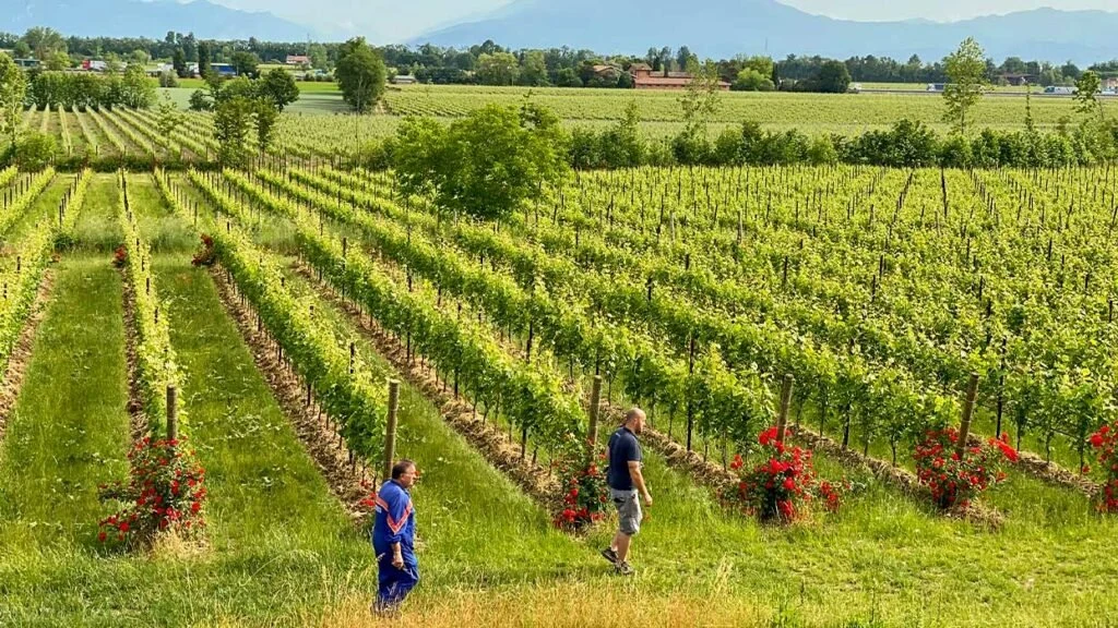 Cantina Saottini