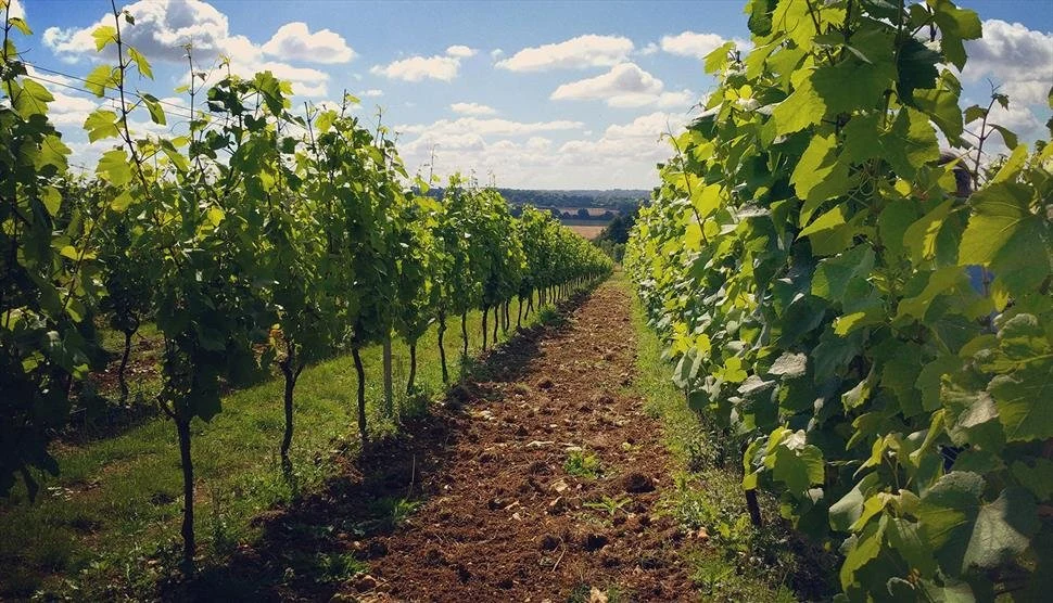 Hattingley Valley