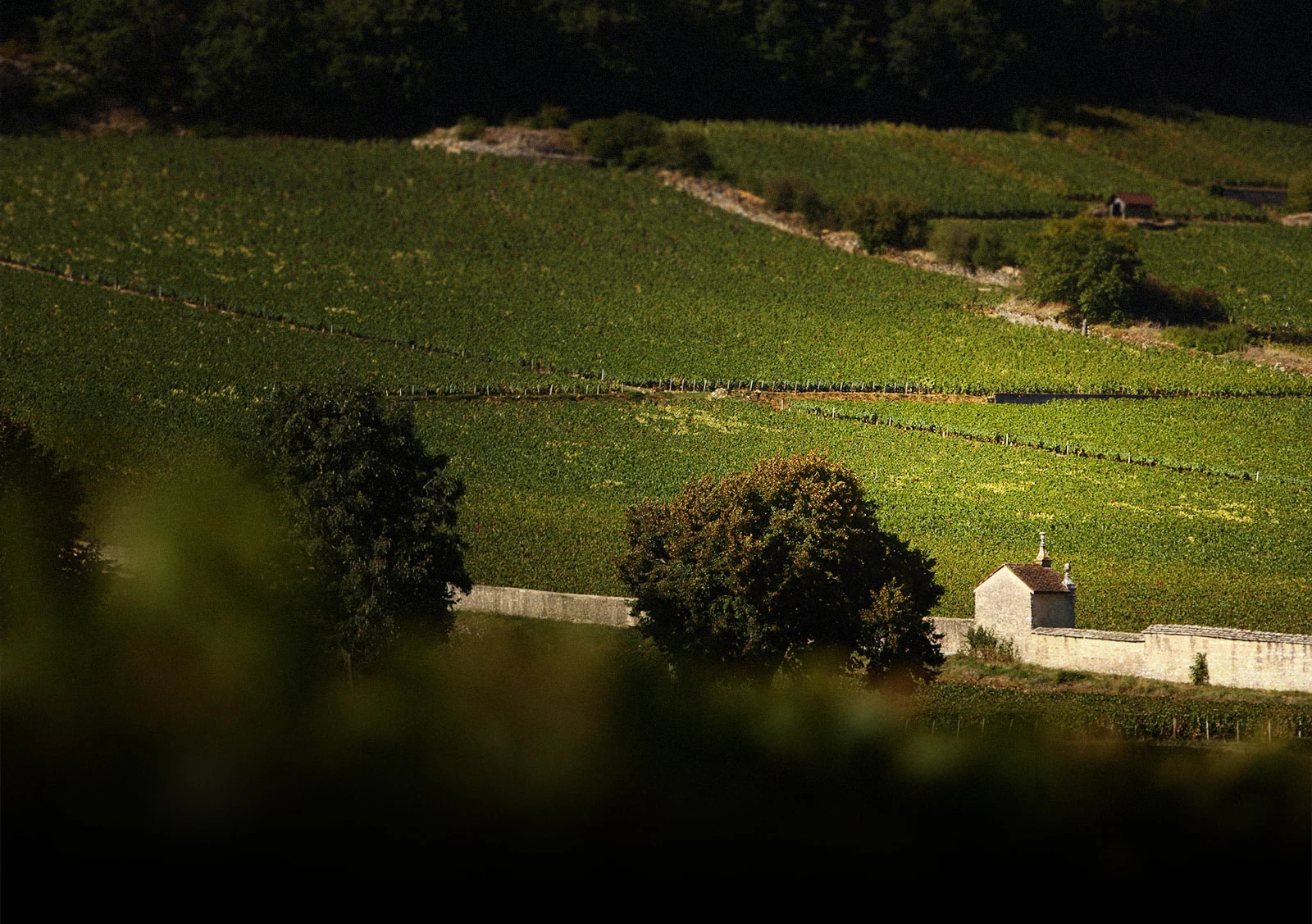 Domaine Armand Rousseau