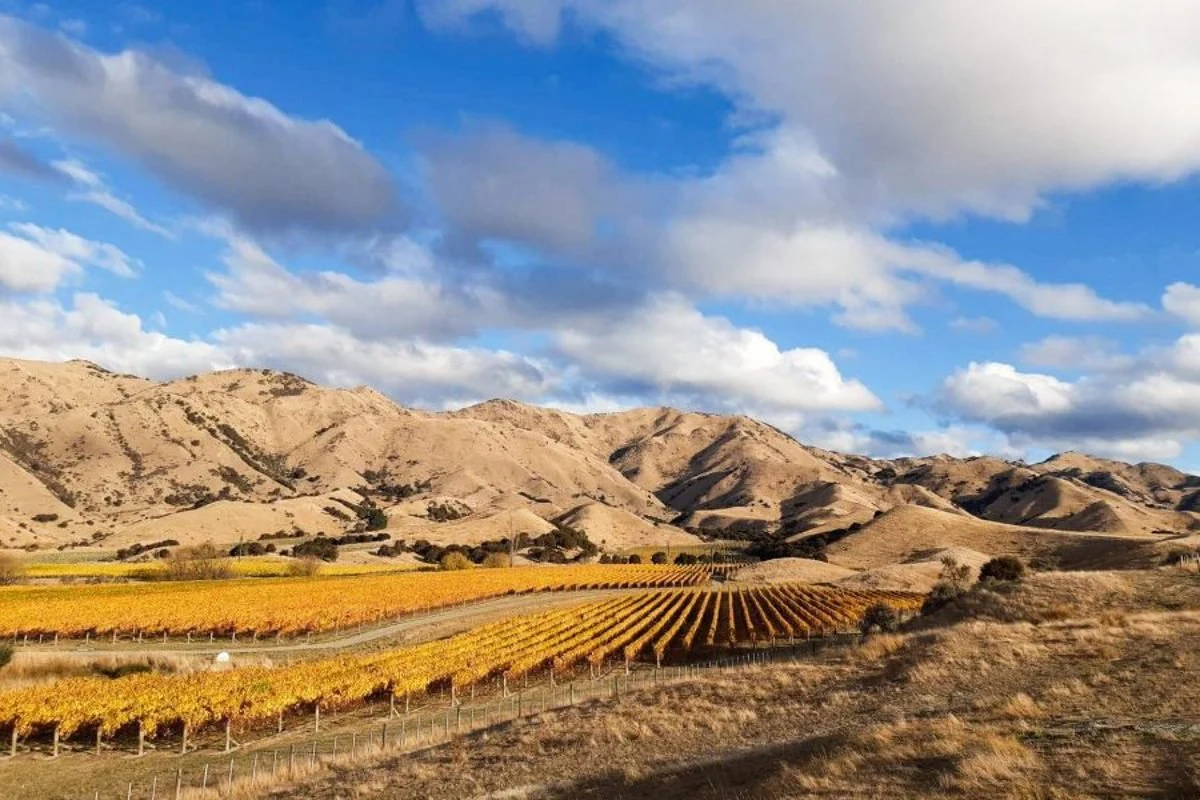 Marisco Vineyards