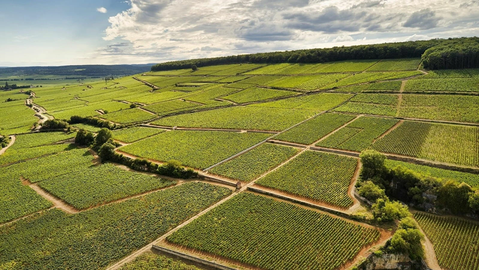 Domaine Taupenot-Merme