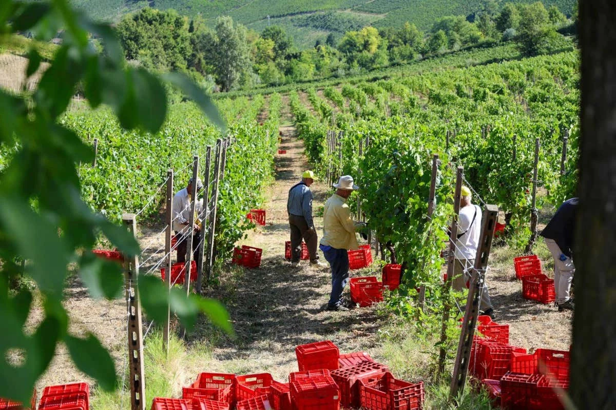 Terre d'Oltrepò