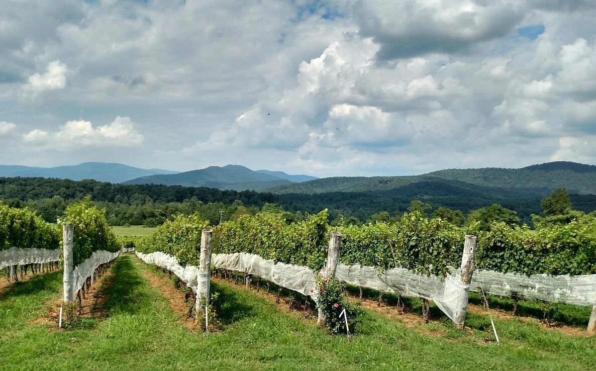 Stinson Vineyards