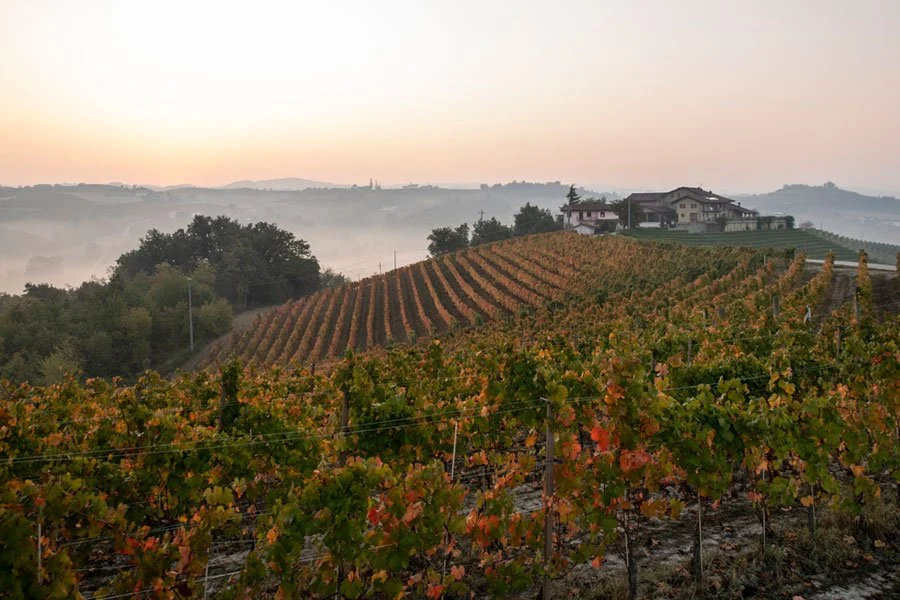 Azienda Agricola Pecchenino