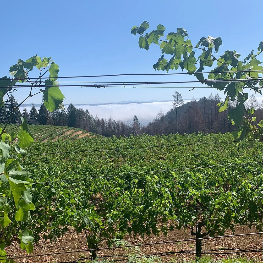 Schweiger Vineyards