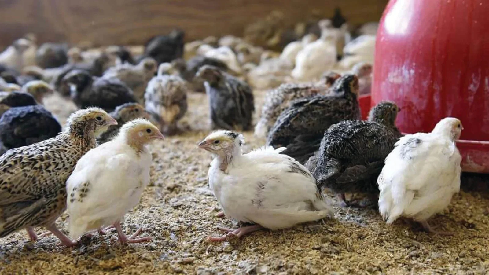 Wolfe Ranch Quail