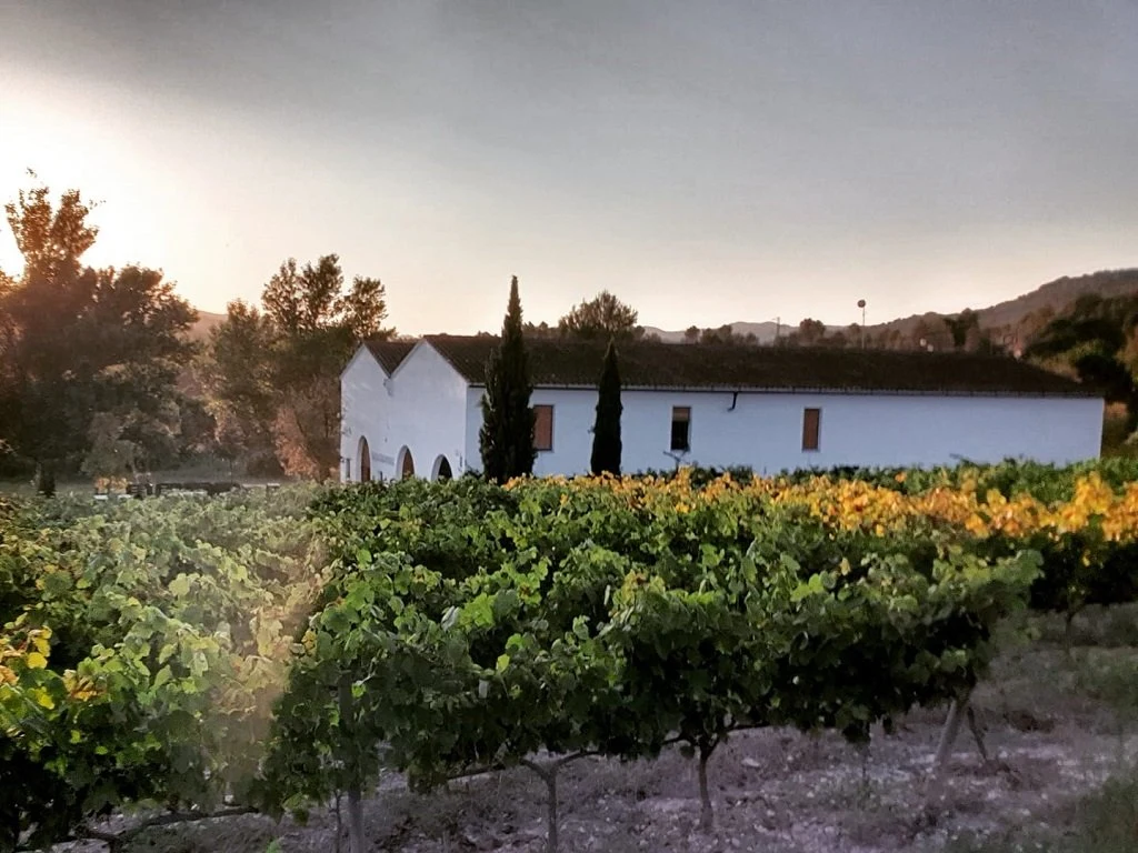 Cava Maria Casanovas