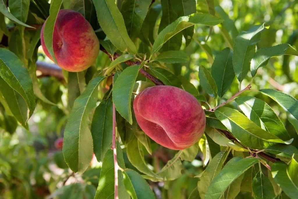Azienda Agricola Laura Eleuteri produce producer, workshop, farm, or product