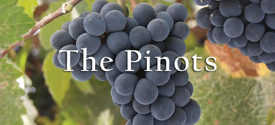 Close-up of dark blue/purple Pinot Noir grape clusters on the vine with leaves visible in the background