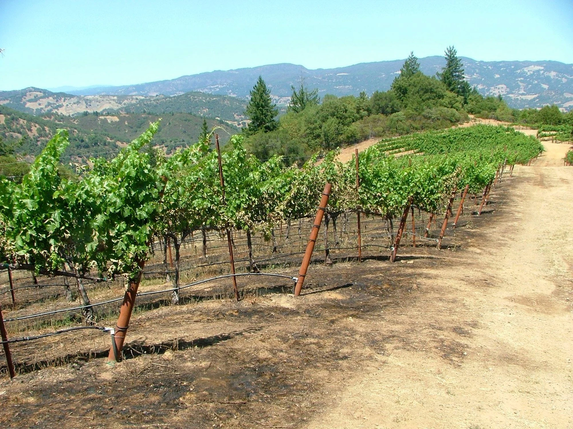 Albertina Wine Cellars