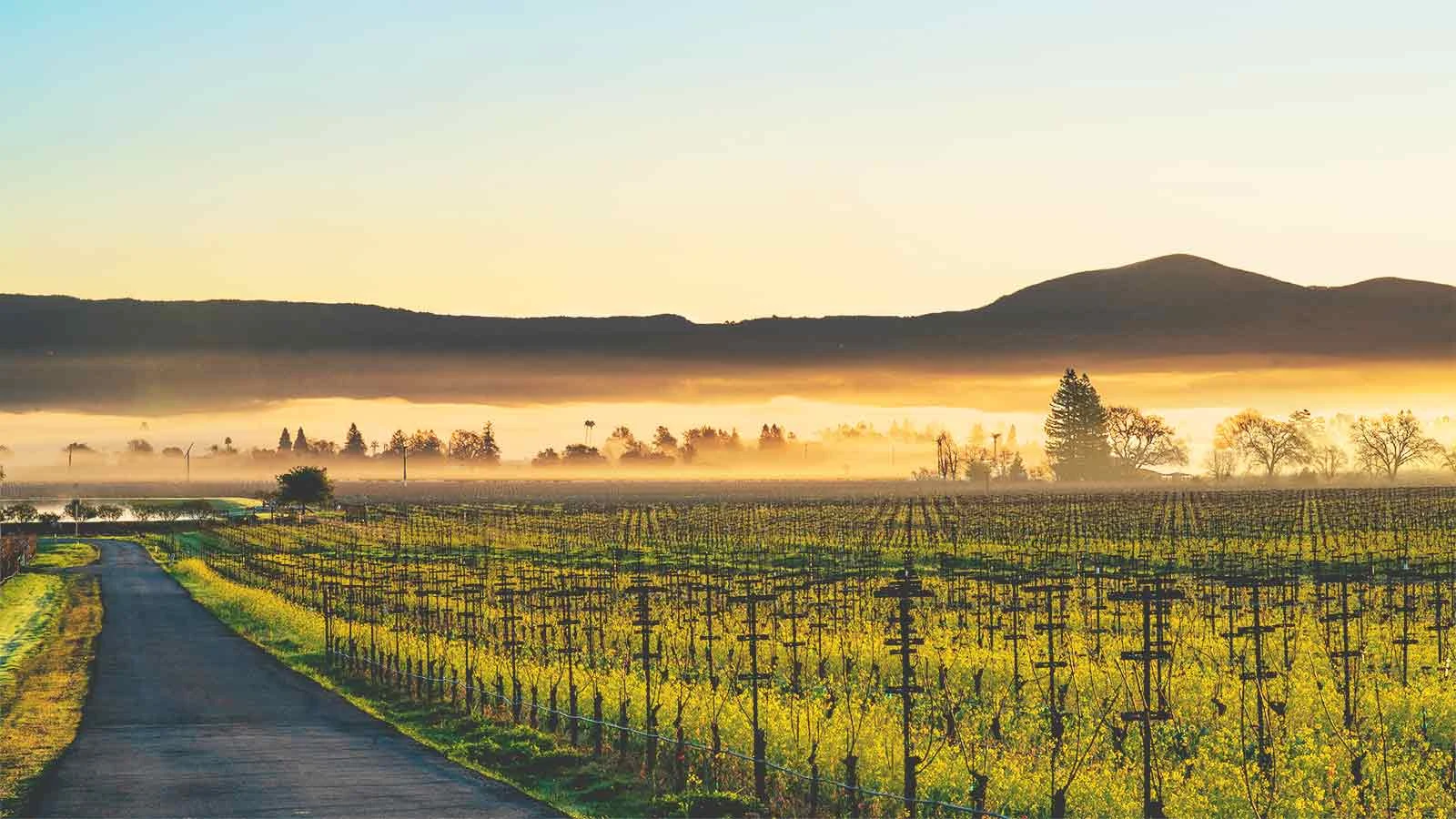 Kanpai Wines