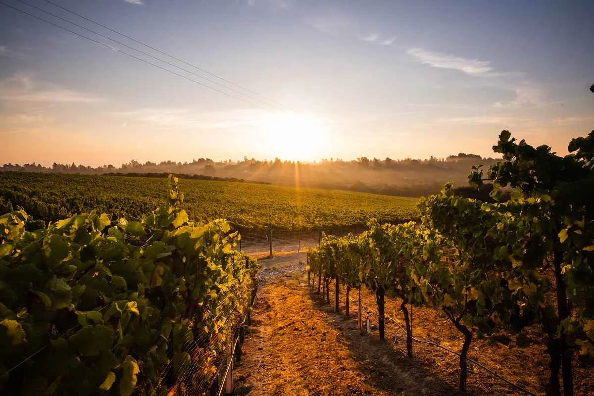 Wide shot of vineyard rows at sunrise/sunset with golden light, mist, and power lines