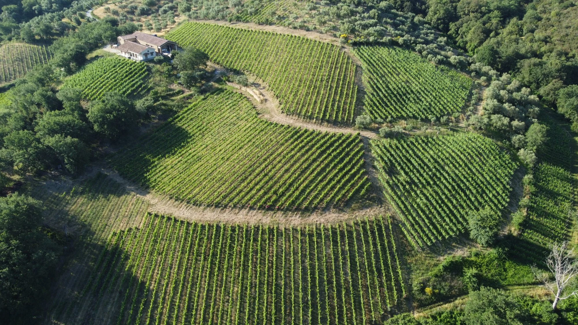 Tempa di Zoè