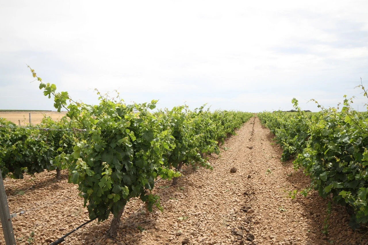 Bodegas Castelo de Medina
