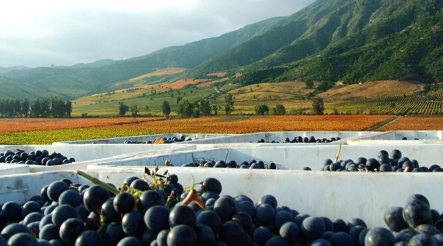 Viña Montes