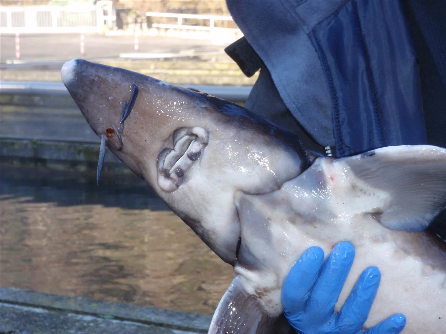 Female Siberian sturgeon at the Caviar Nacarii aquaculture facility in Les, Val d'Aran