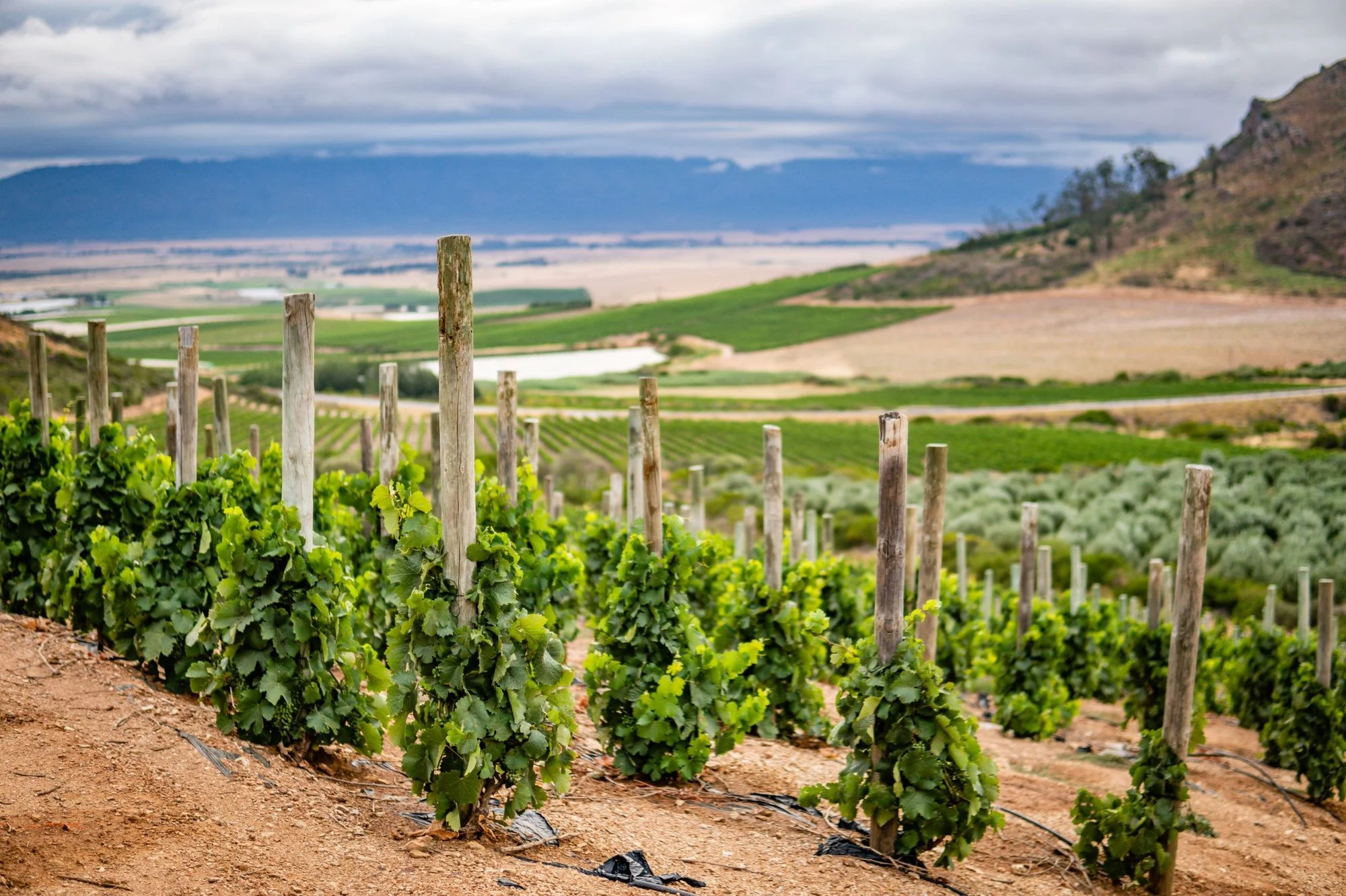 Kloovenburg Wine & Olive Estate