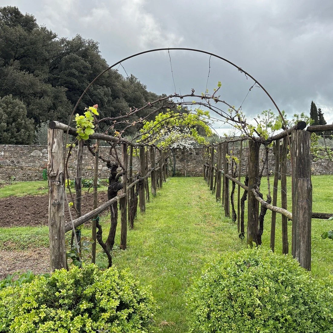 Agricola Losi