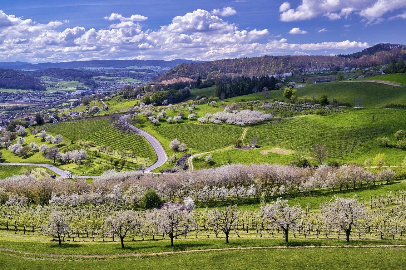 Bischofsteiner Weine