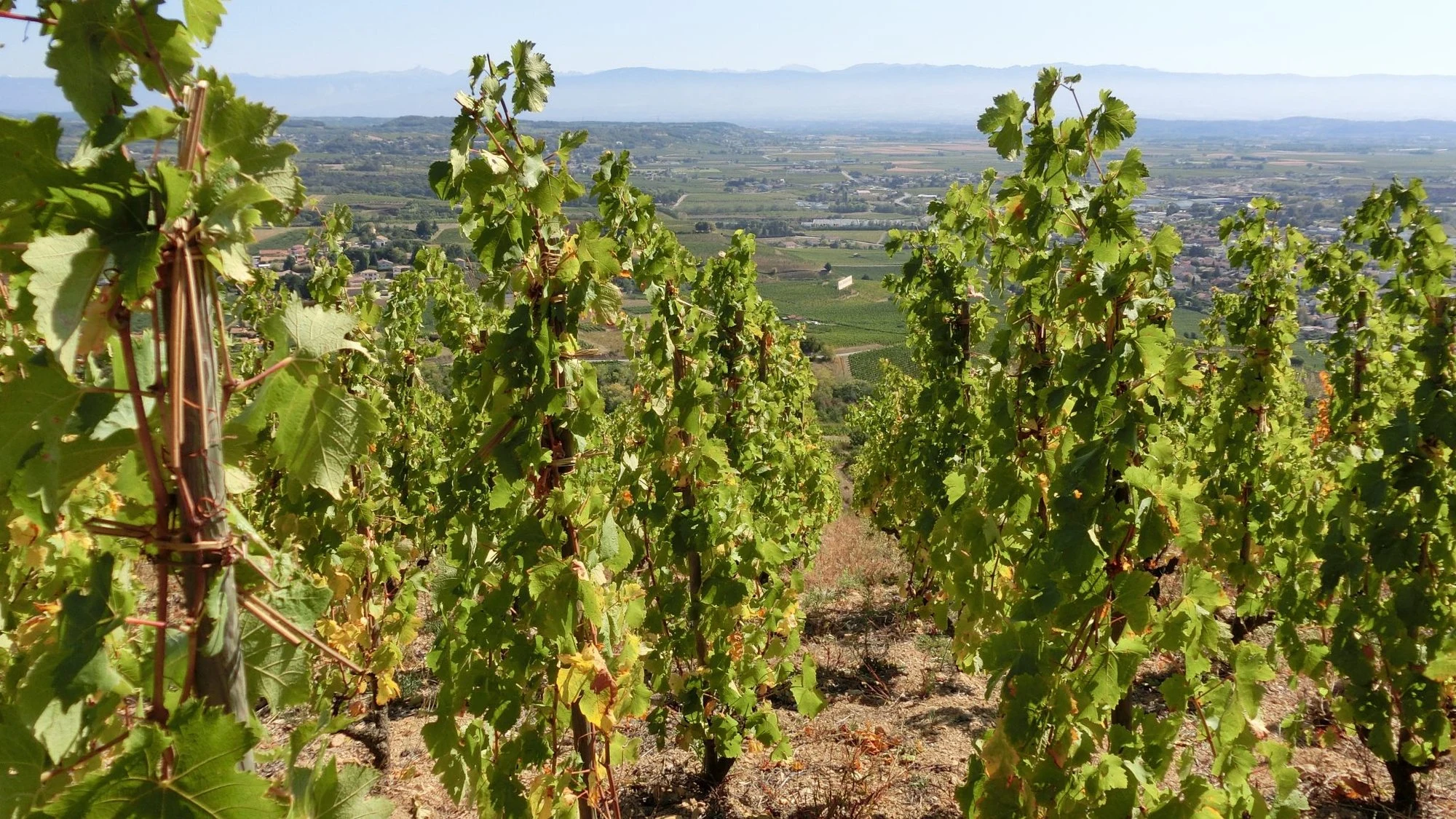 Cave de Tain l'Hermitage