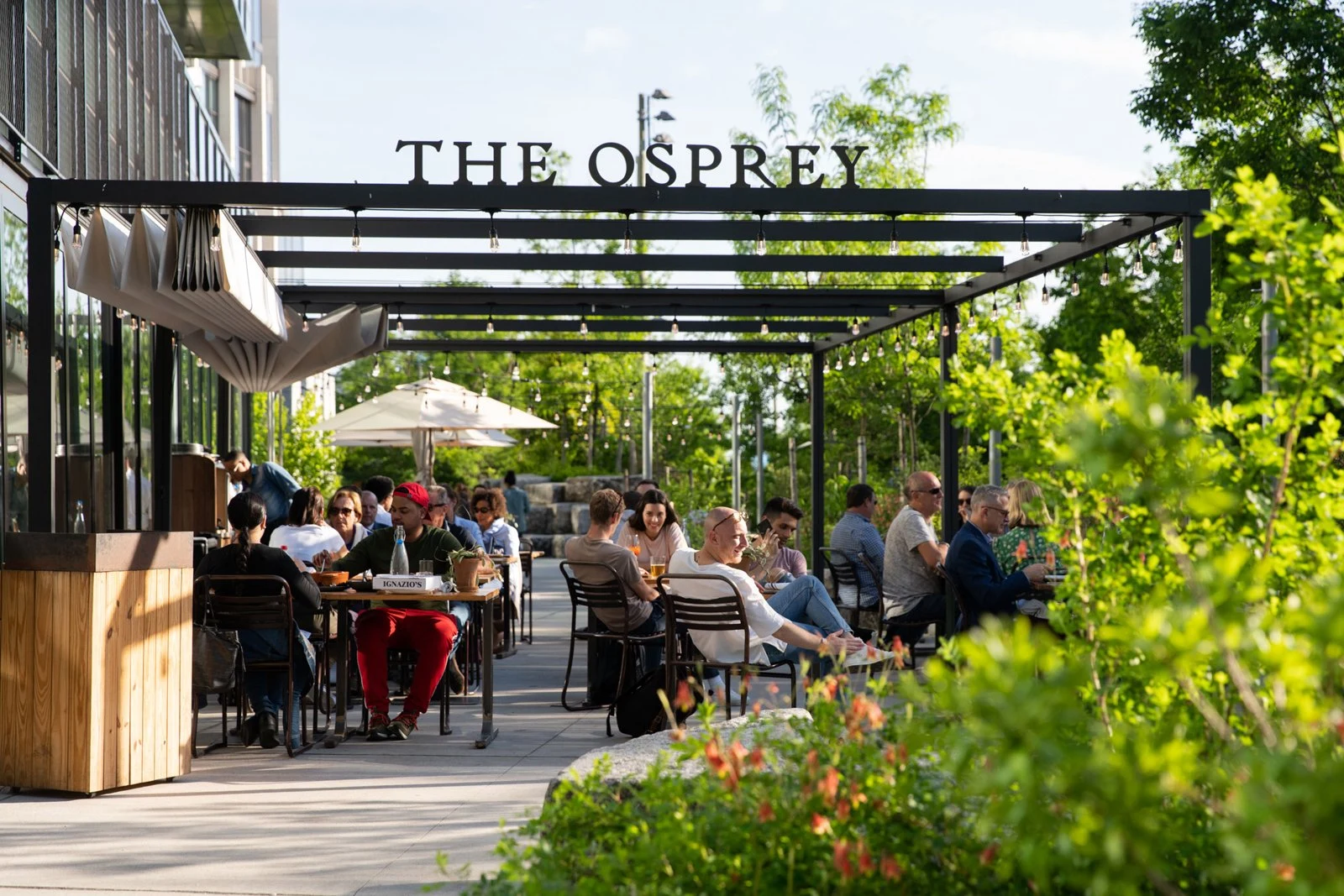 The Osprey