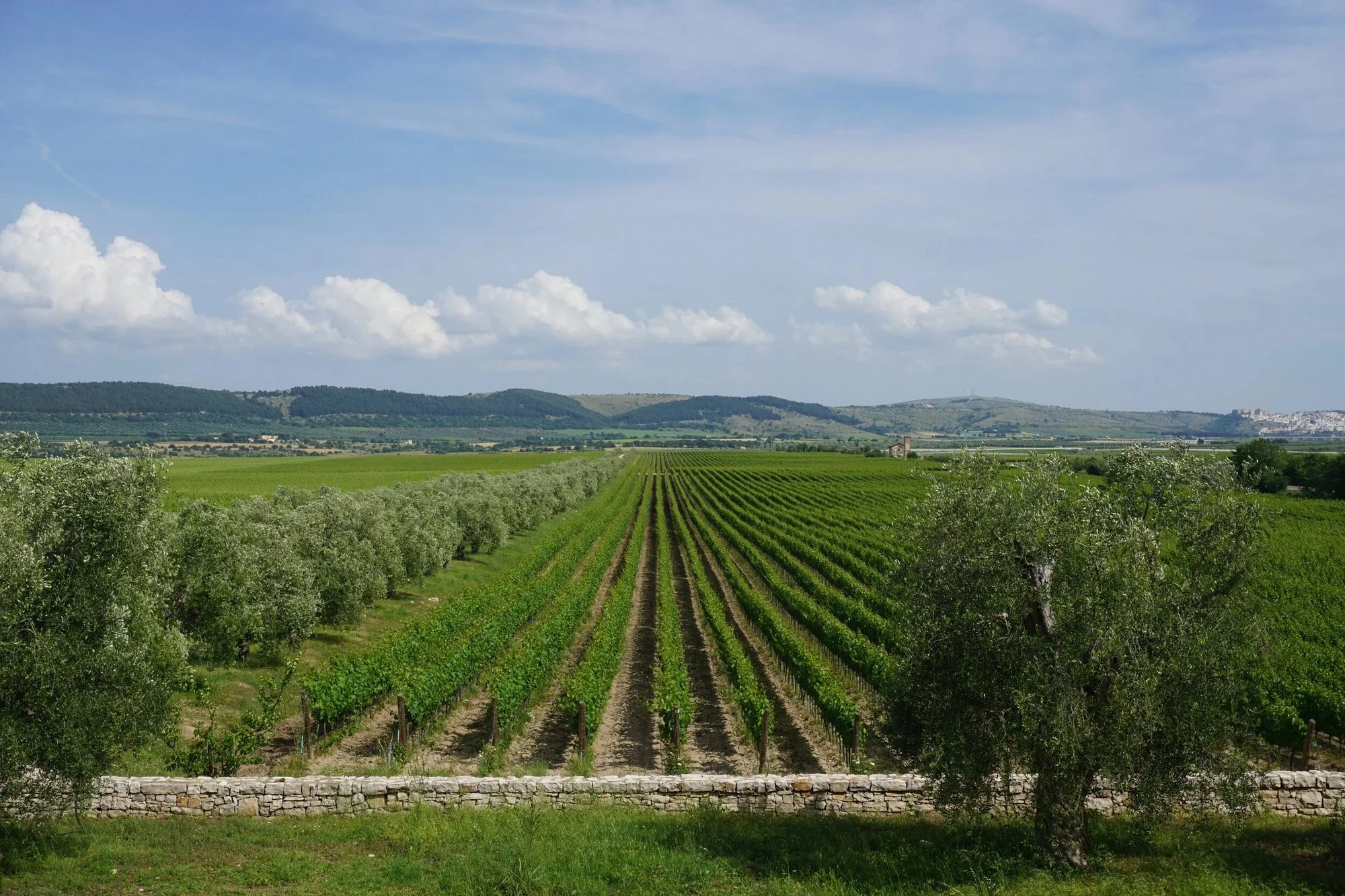 Antico Palmento
