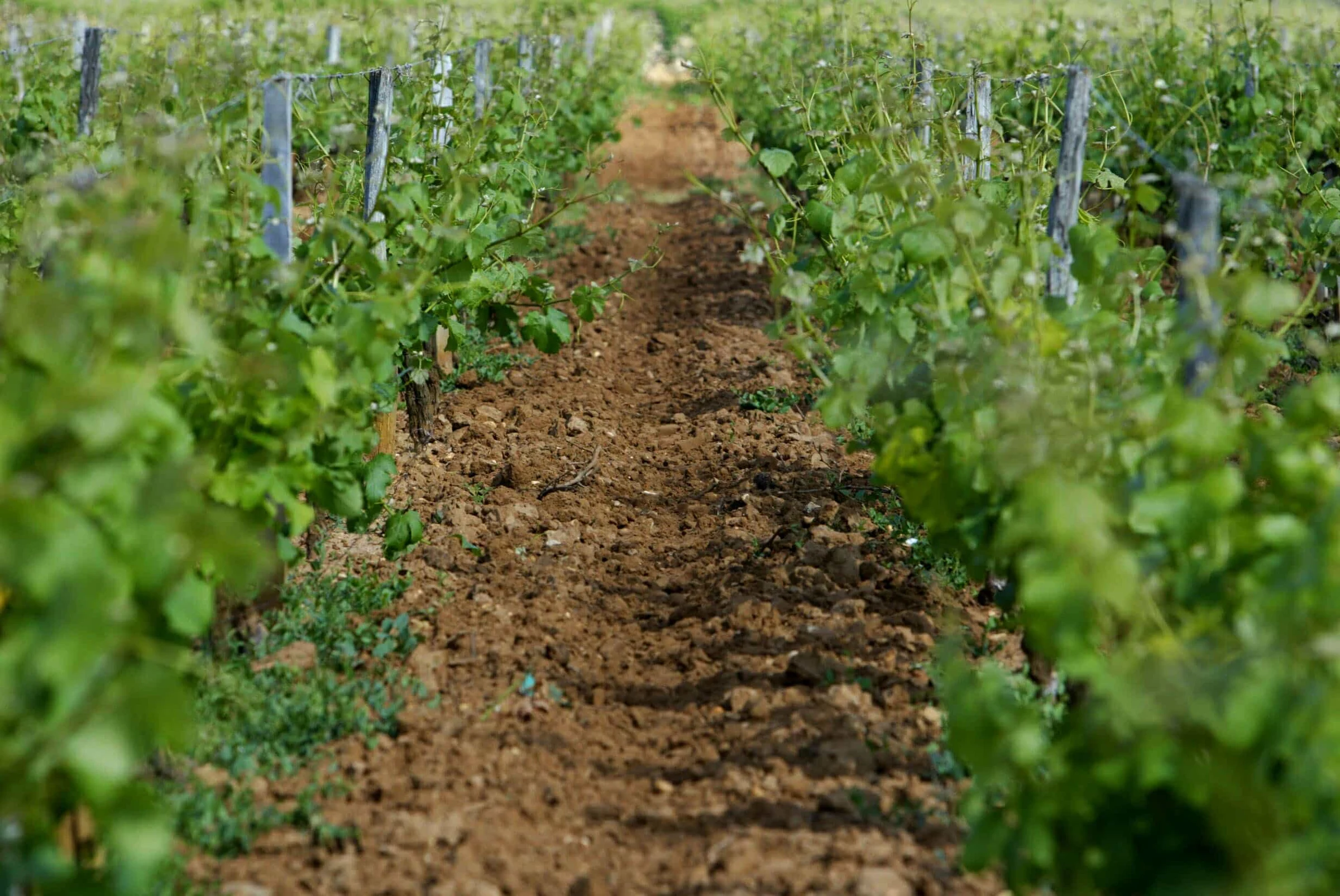 Château Climens