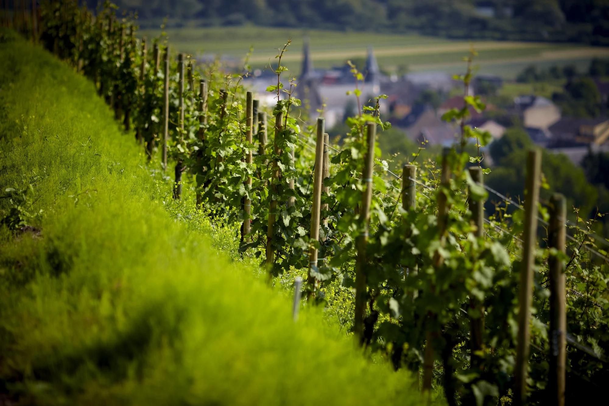 Domaine Thill - Château de Schengen