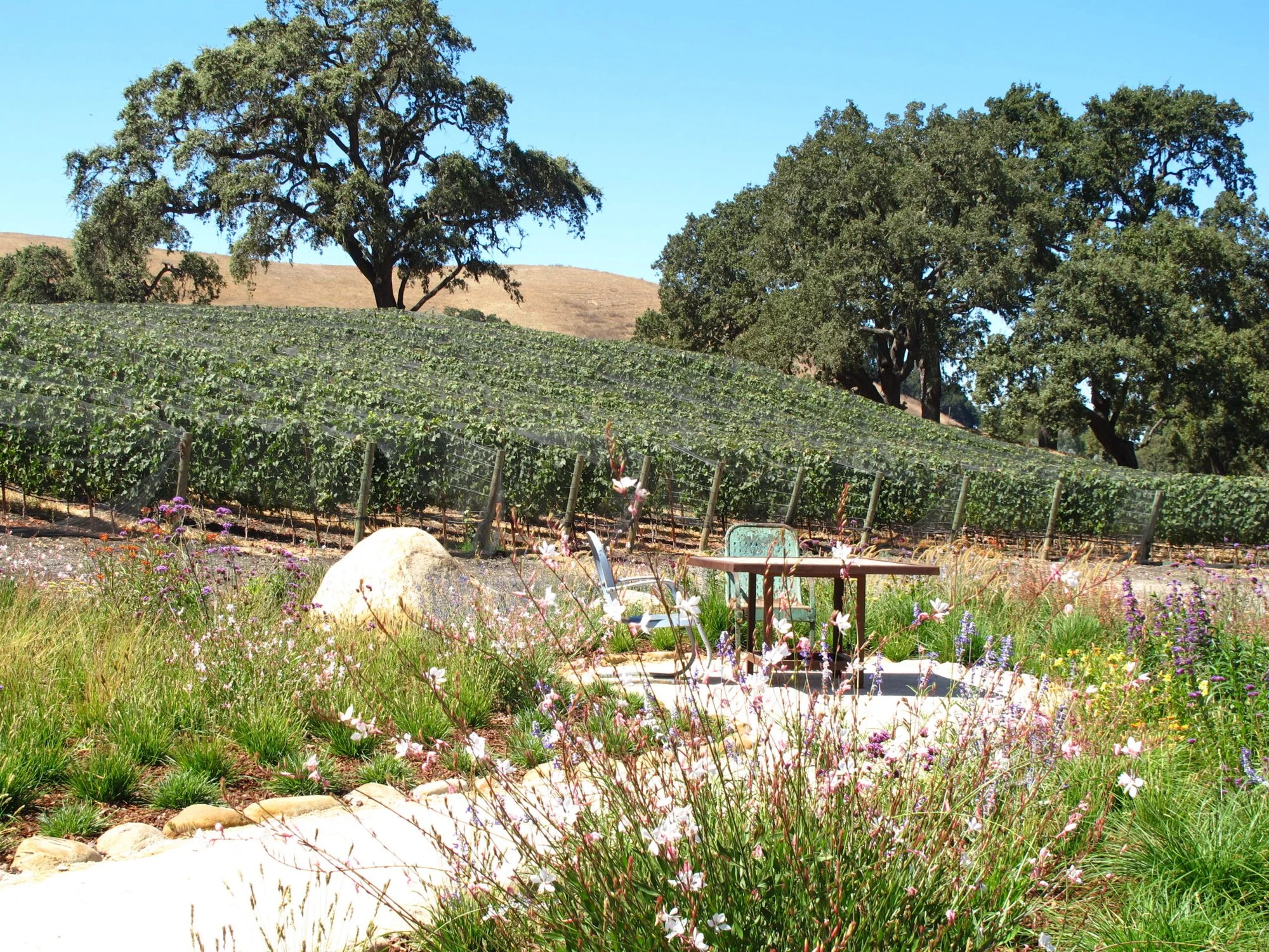 Refugio Ranch Vineyards