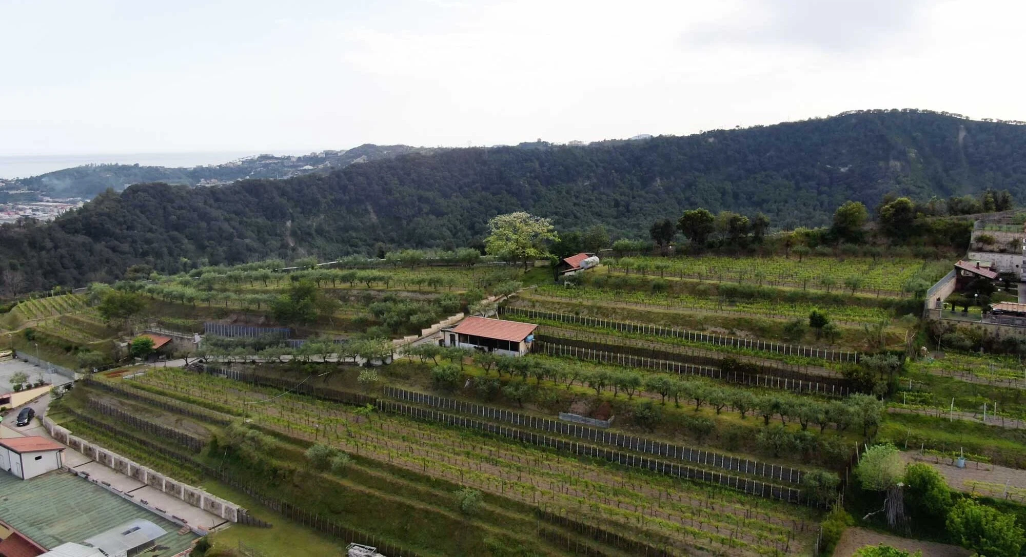 Cantine degli Astroni