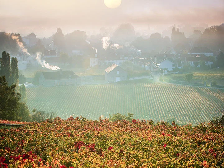 Domaine de la Vougeraie
