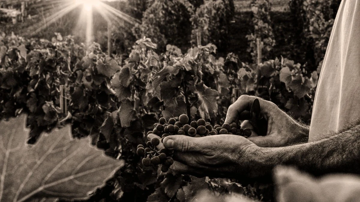 Champagne R. Pouillon & Fils