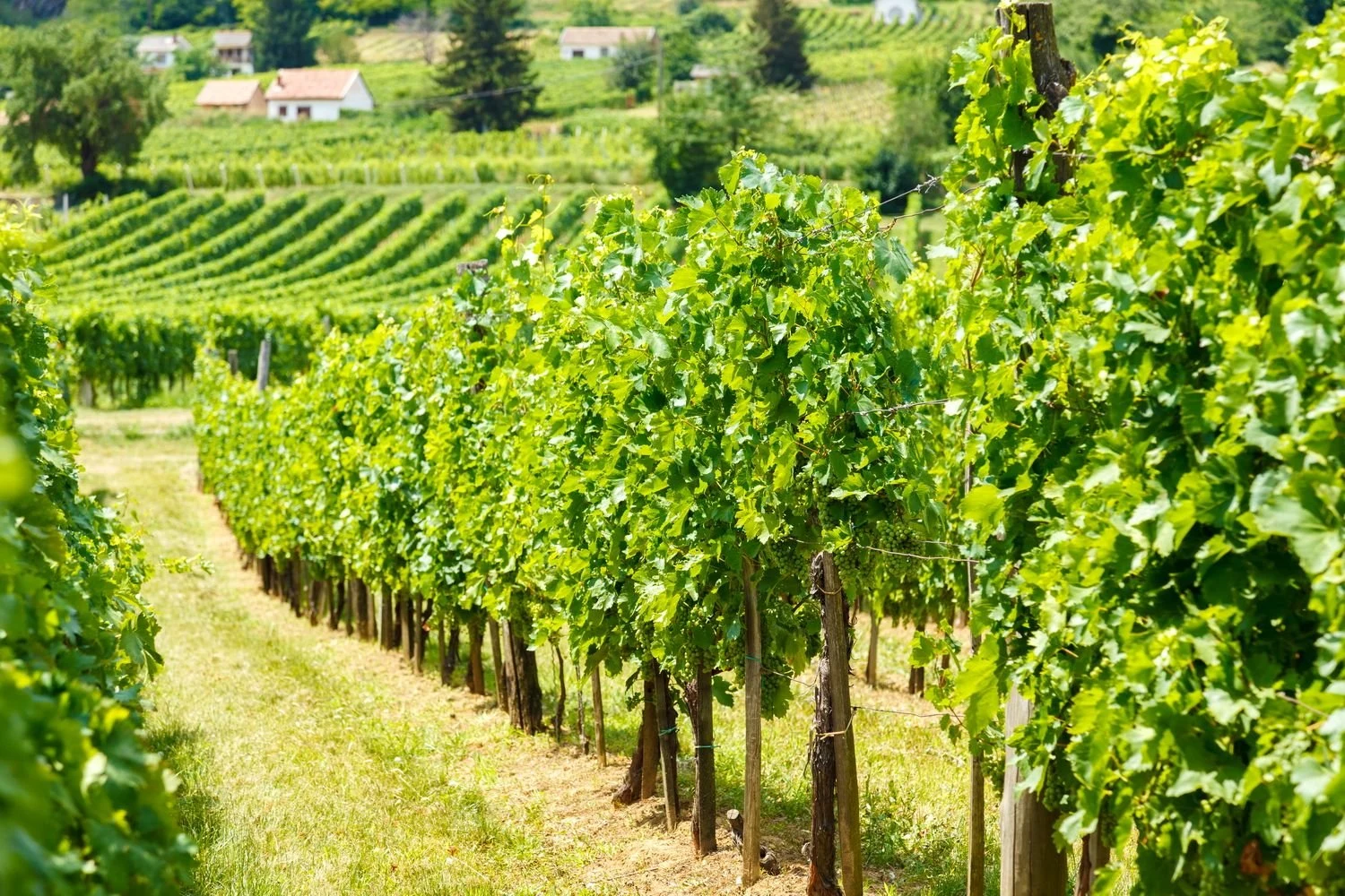 Gere Tamás & Zsolt Winery