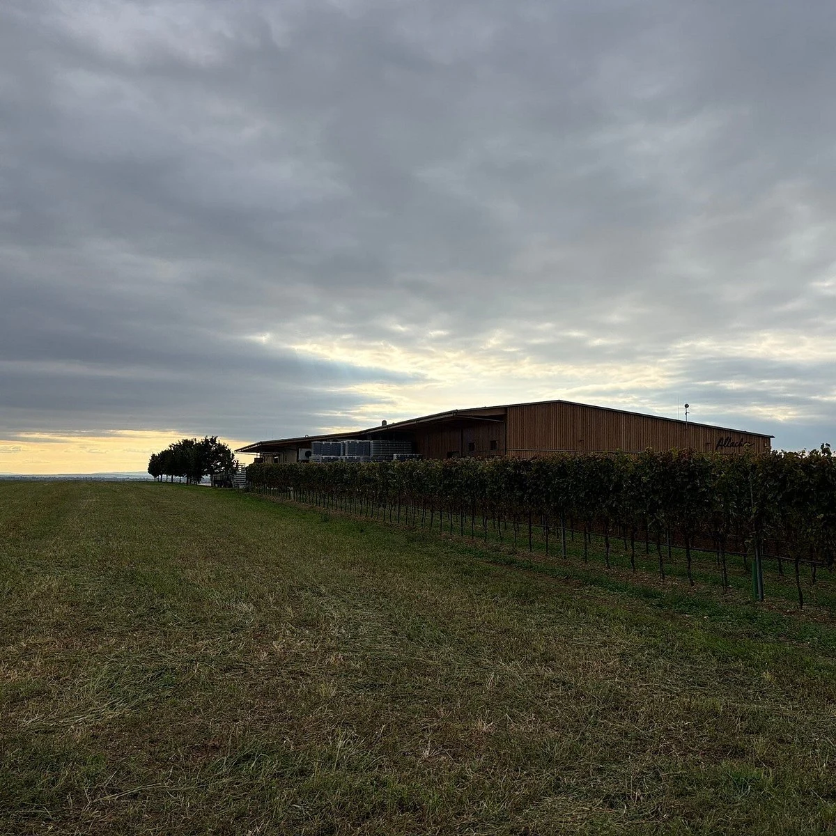 Allacher Vinum Pannonia